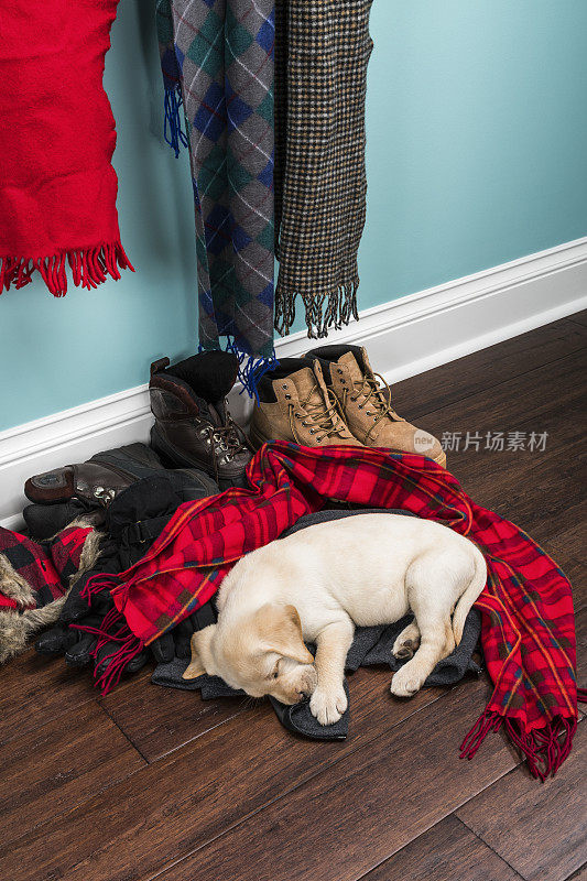 一只可爱的黄色拉布拉多小狗睡在冬天的外套和围巾碗- 5周大